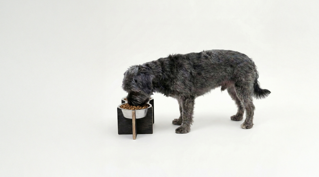 בריאות מתחילה בצלחת: המדריך השלם לבחירת קערות אוכל לכלבים גדולים