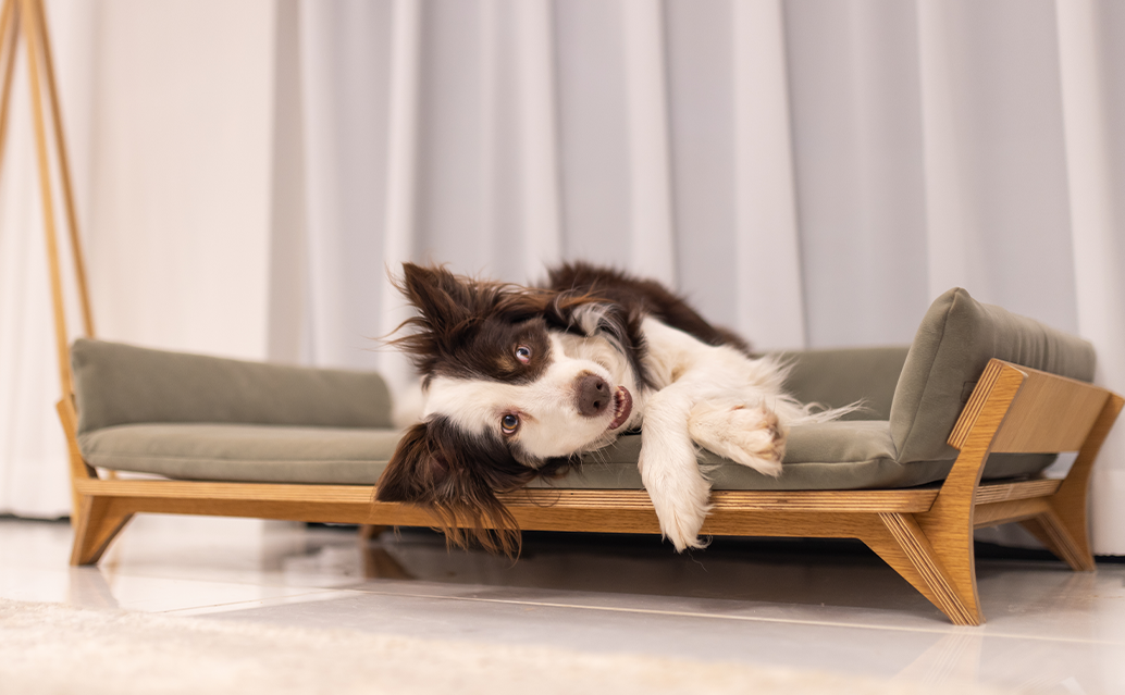 יותר מסתם מיטה: למה ריהוט עץ איכותי לכלבים הוא ההשקעה הנכונה לבית המודרני