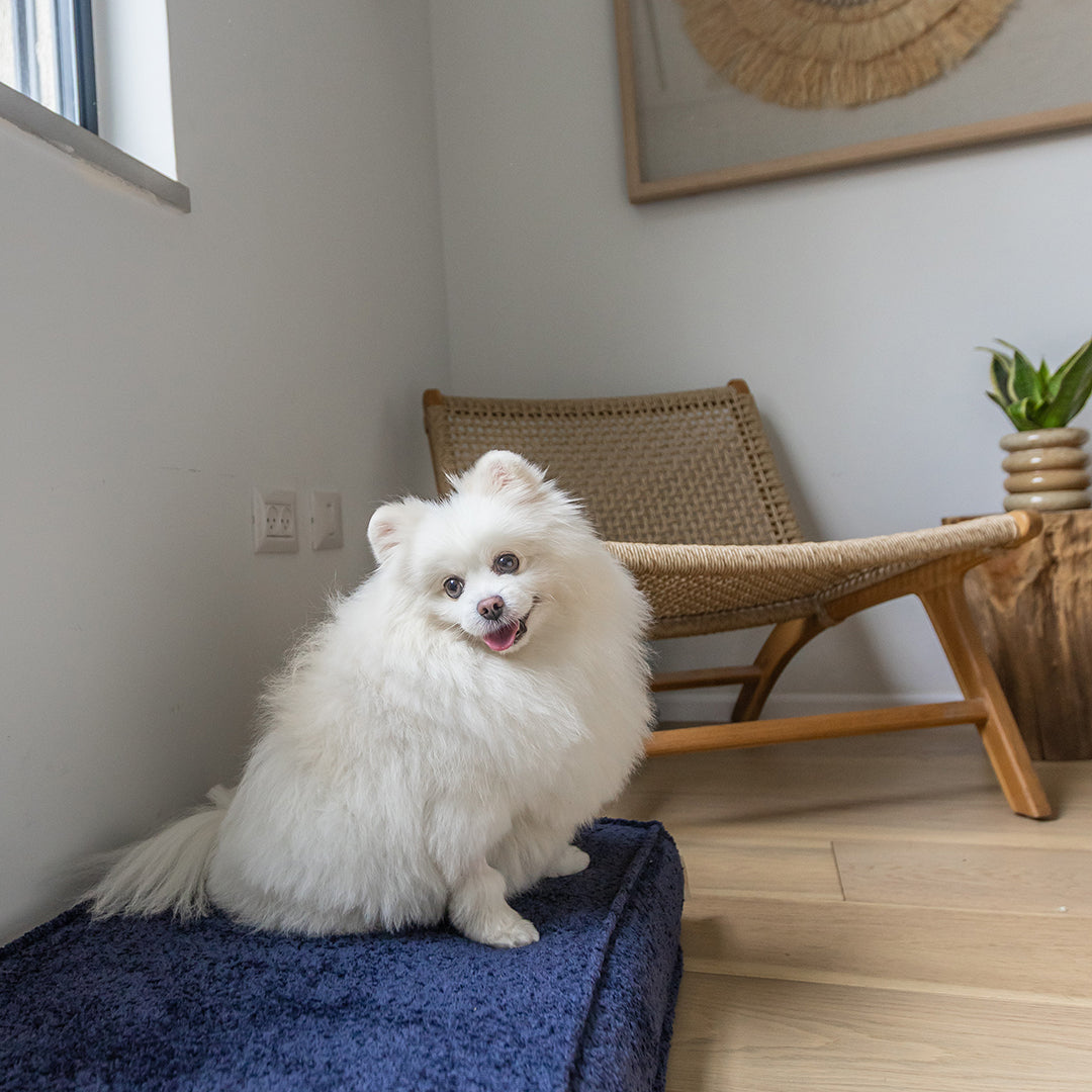 עומר – מזרן רביצה