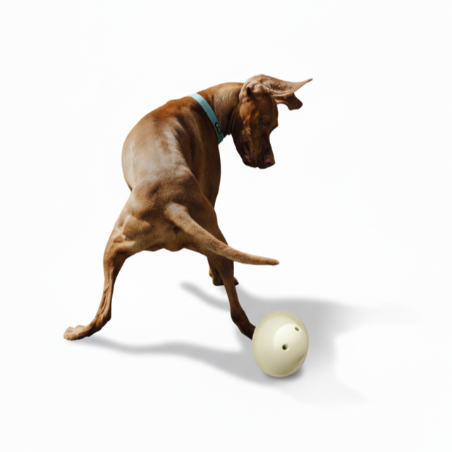 טום - משחק פעילות