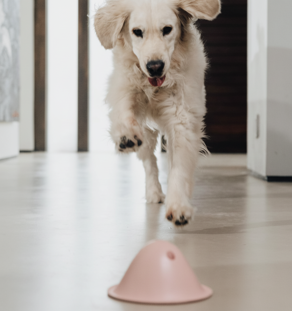 טום - משחק פעילות