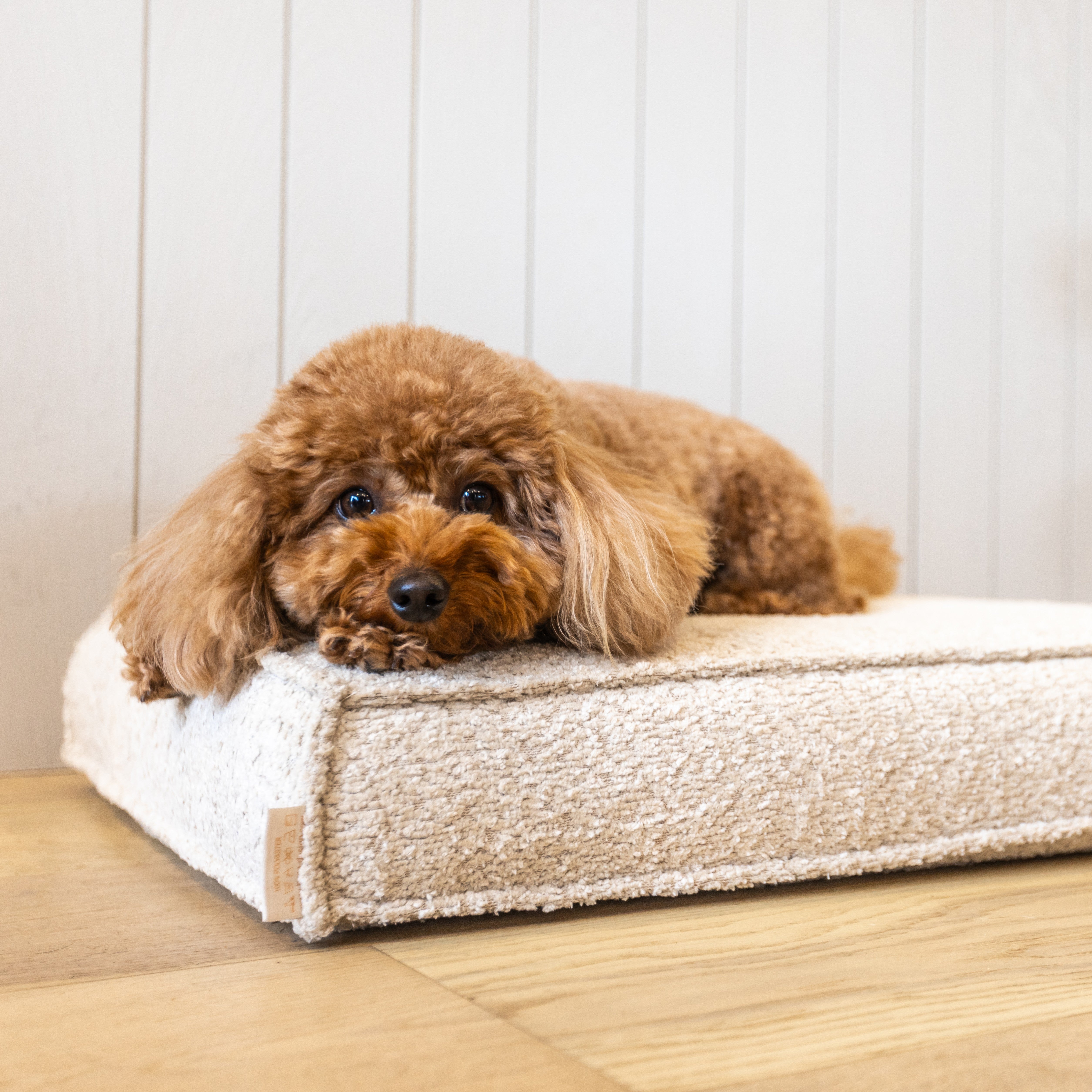 עומר – מזרן רביצה