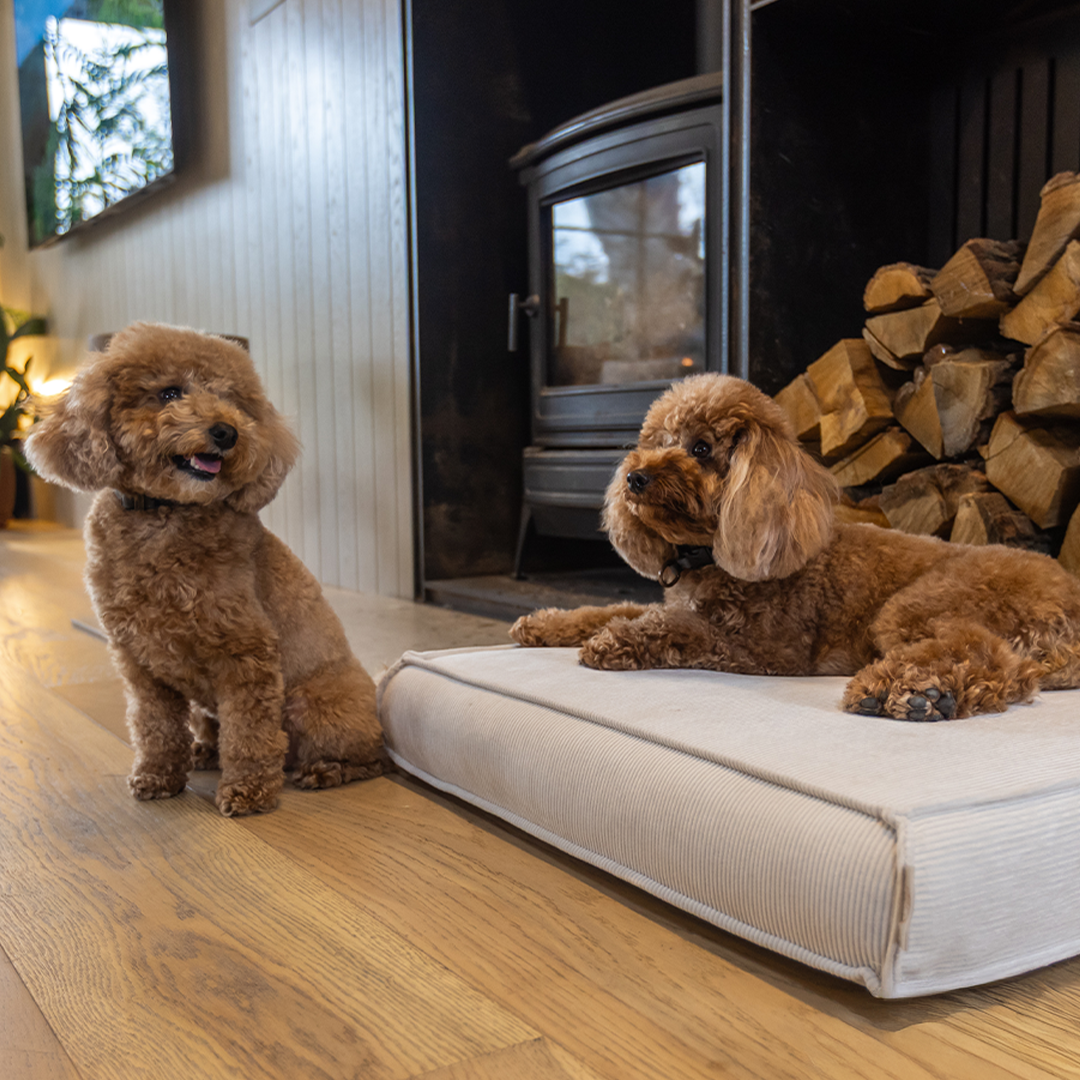 Hosa Pet Furniture - הוסה ריהוט לבעלי חיים