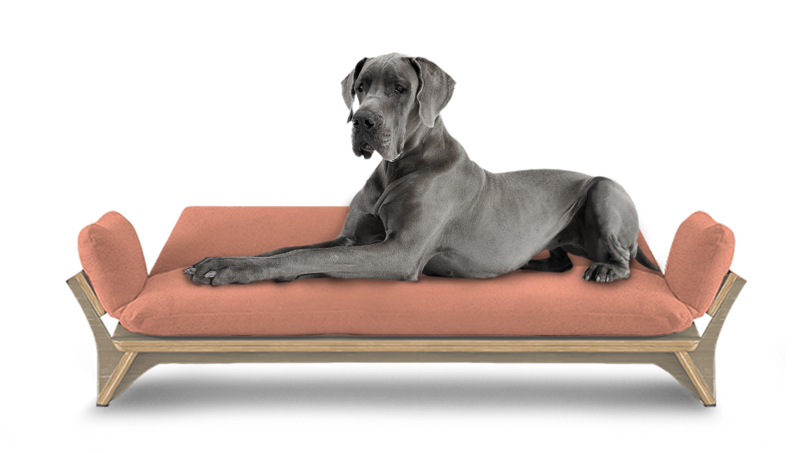 איימי - ספה לכלב