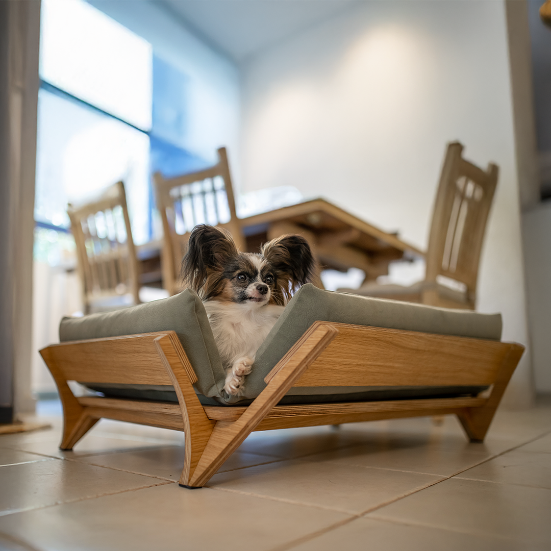 איימי - ספה לכלב