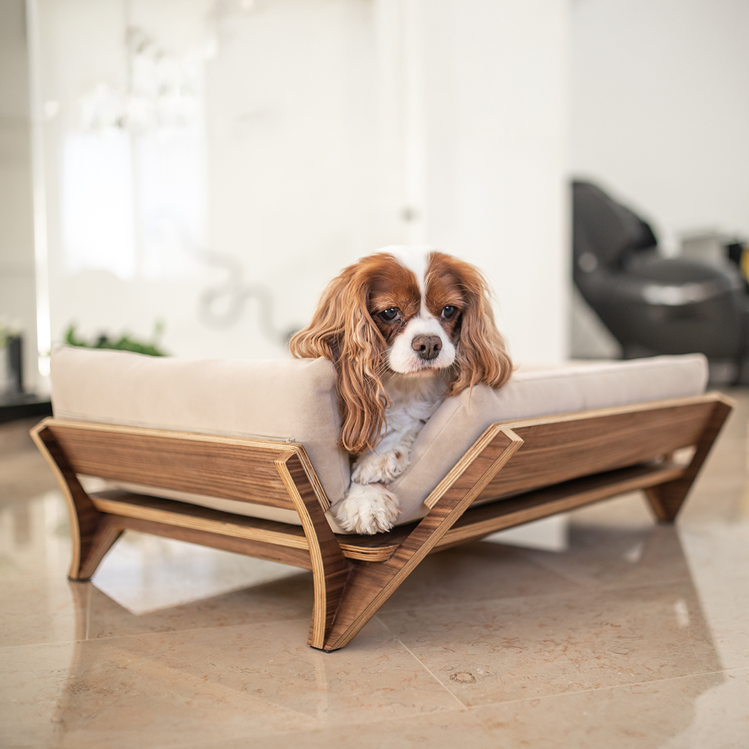 איימי - ספה לכלב