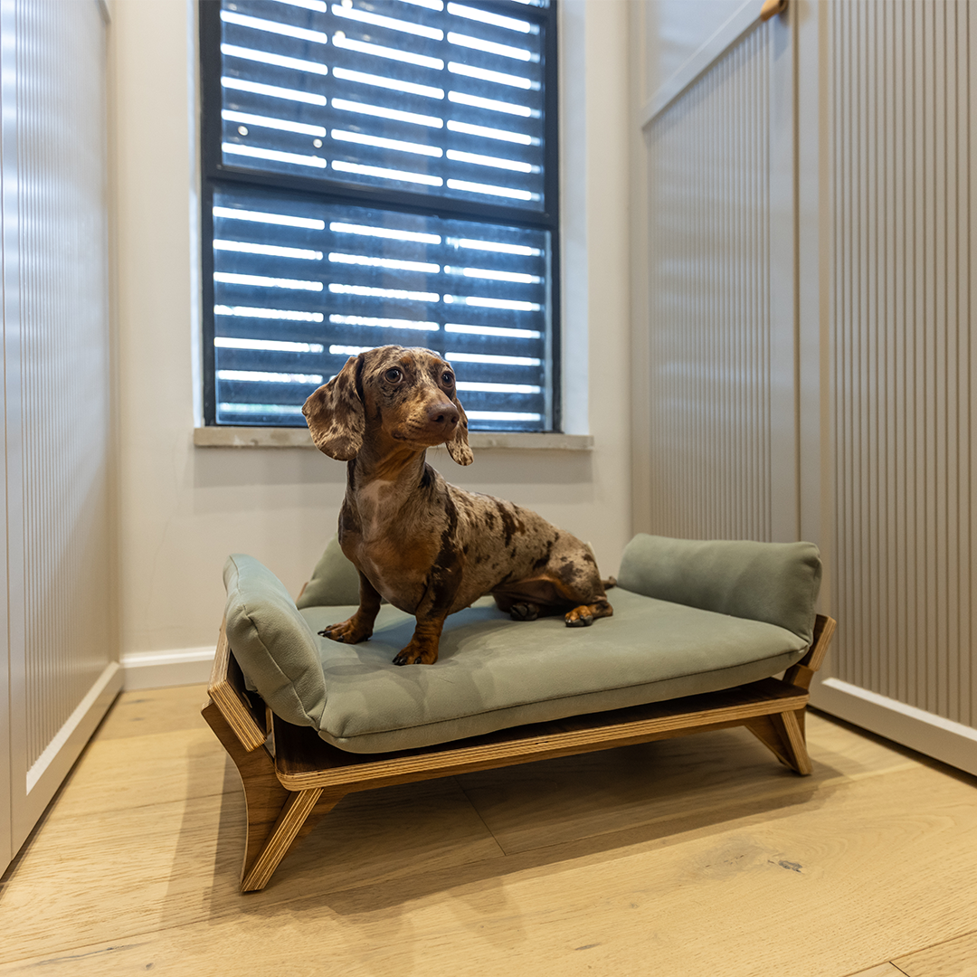 איימי - ספה לכלב