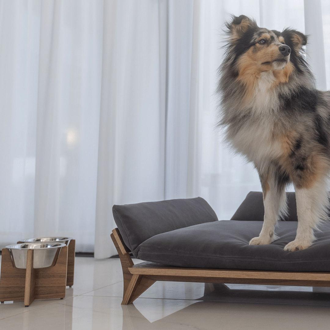 איימי - ספה לכלב