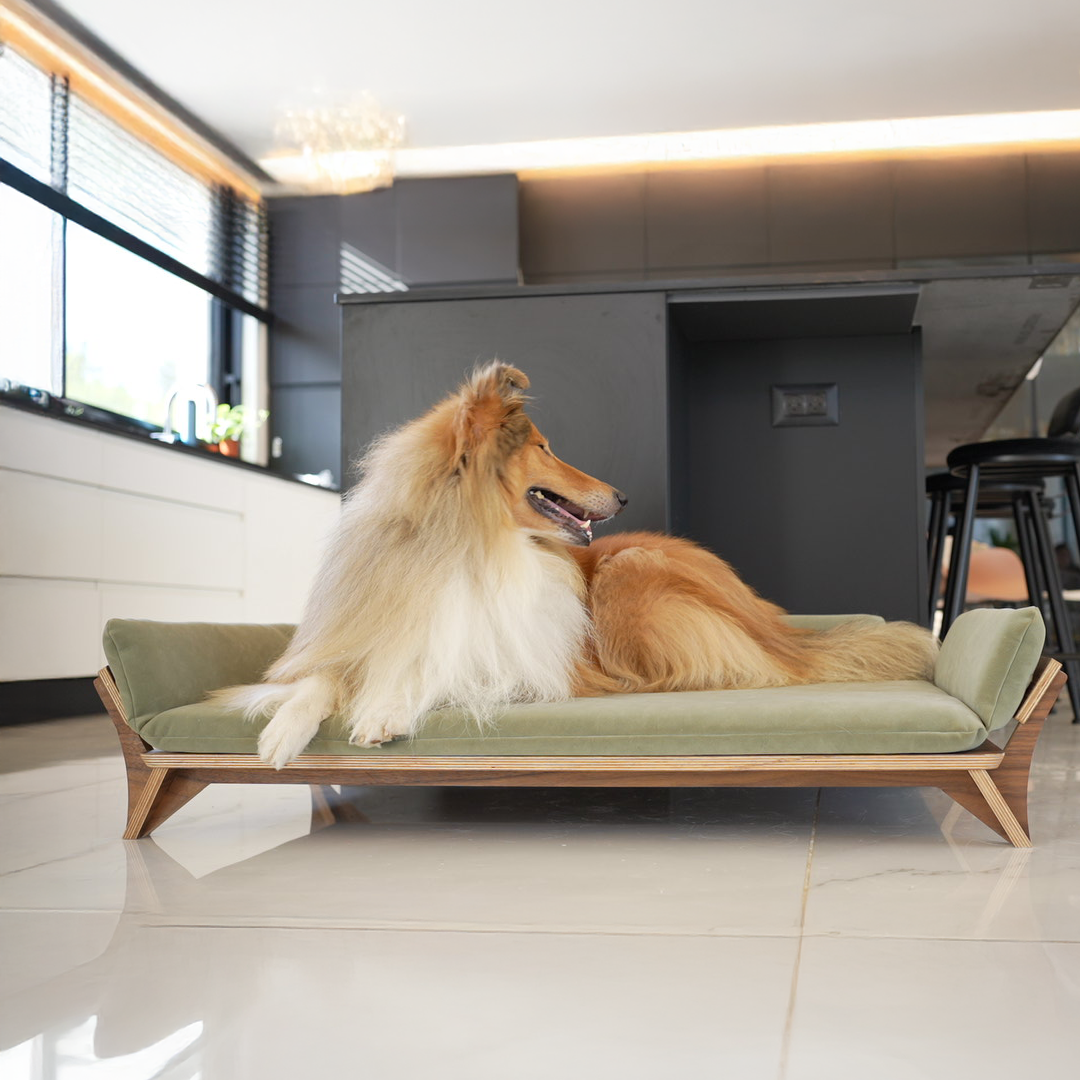 איימי - ספה לכלב