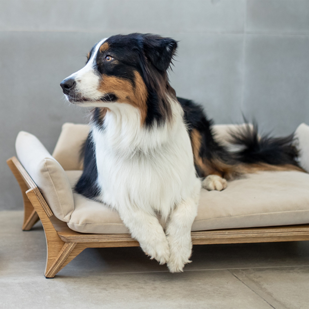 איימי - ספה לכלב