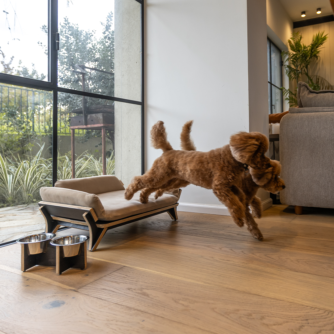 איימי - ספה לכלב