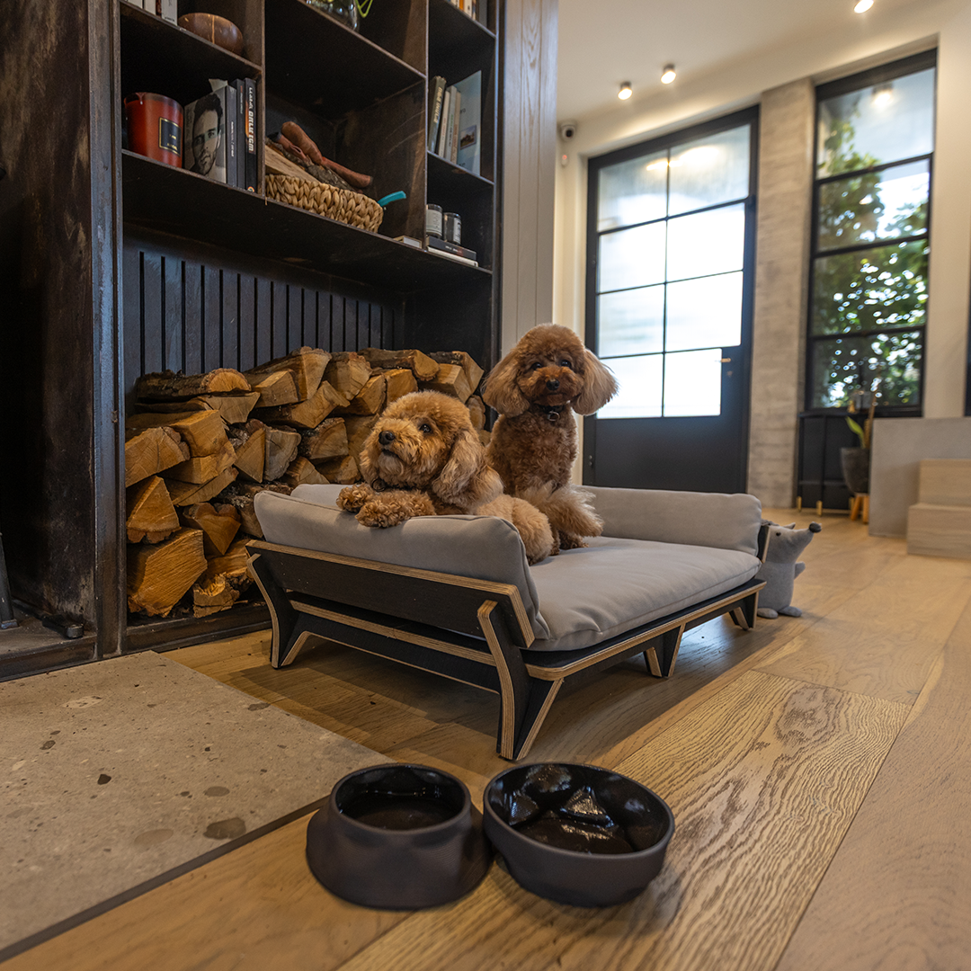 איימי - ספה לכלב