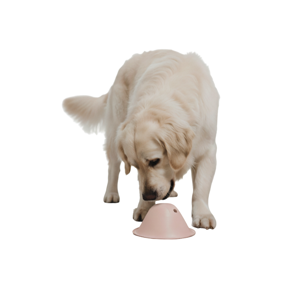 🎁 טום - משחק פעילות אינטראקטיבי (100% off)