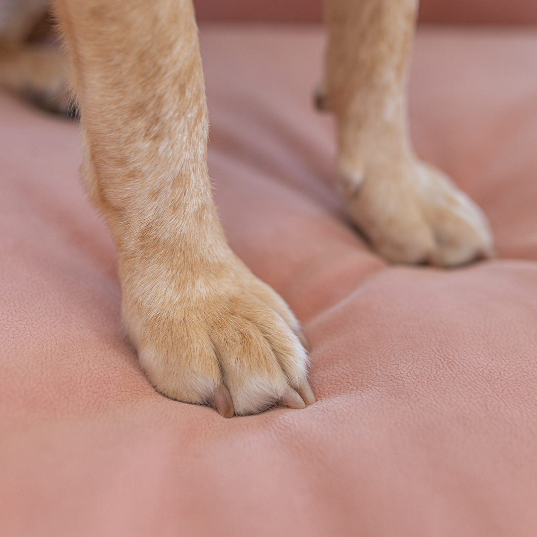 איימי - ספה לכלב